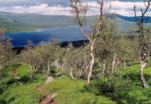A view of Lake Langas, part of Stora Lulevatten, seen thought the birch forest from above Saltoluokta tourist station