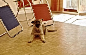 3-months old Puppy and the two deck chairs that were the only furniture we had in the living room until our belongings arrived from New York.