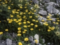 sj91_45b029-aa-600