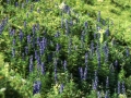 sj91_46a037-aa-600