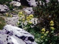 sj96_55b075-aaa-600