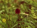 BR95_blume_3_cr-aaa-600