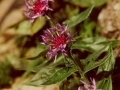 BR95_flockenblume_aa-600
