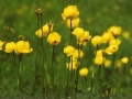 BR95_globeflowers_aaa-600