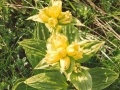 BR99_palud_aaa-600