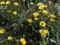 sj91_45b057-a-600