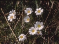sj93_49b027-aaa-600