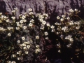 sj93_49b040-aa-600