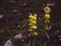 sj94_51b001-aaa-600