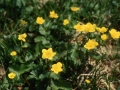 sj95_53b080-aa-600
