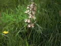 sj95_54a032-aaa-600