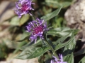 sj95_54b027-a-600