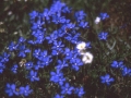 sj95_54b053-a-600