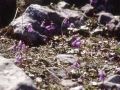 sj95_54b057-aa-cr-600