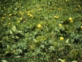 sj80_18a038-bb-600