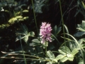 sj85_27b028-aaa-600