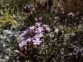 sj86_31b010-aa-600