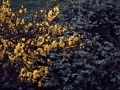 sjxy_1b27_aa_40