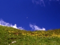 sj93_50a031-a_550