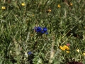sj93_50a032-a-550