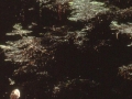 sj79_16b032-aa-500