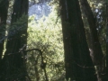 sj79_16b033-aa-500