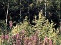 sj71_07a033_a_40
