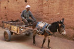 Donkeys and mules were the habitual draft animals in. Here we are in the town of Agdz ma10_032210110_j-550
