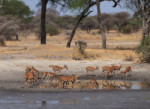 A large group of impalas at a waterhole. There is a wildebeest in the background and he will soon be joined by lots more.