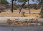 A large group of impalas at a waterhole. There is a wildebeest in the background and he will soon be joined by lots more.