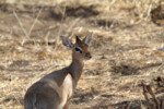 A so cute little dik-dik, tha smallest of the gazelles tz12_100516052_j-650