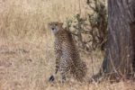 On our first day of the photo safari, imagine our delight when we caught sight of (or Manny did) a cheetah and her cub. tz12_100516591_s_aa.j-650