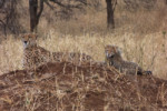 Mother cheetah and son. Very soon now she is going to take off in a flash of lightning for some prey she has caught sight of. tz12_100517082_s_a-650
