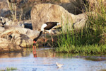 A saddle-billed stork, and not at all alone in this pond.. tz12_100606580_s_bb_cr-650