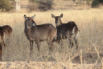 Waterbuck, females here. tz12_100607021_j-650