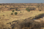 Hundreds and hundreds of buffaloes are moving along a small river. To get where? A highly impressive sight.. tz12_100607080_650