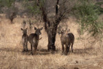 Several 
waterbucks