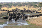 A close-up of some of the huge multitude of buffaloes walking in a stream. tz12_100607241j_aa.-650