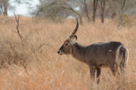 A male waterbuck with beautiful horns tz12_100608282_j-650