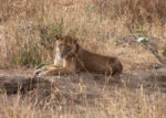 Beautiful lioness. I believe we saw lions every day, or even more than once,. This lioness was not alone. There are a few more females close by. tz12_100608590_s_a_cr-650