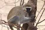Blackfaced monkey, the kind we had seen lots of in India, in particular after the train ride in Rajasthan. tz12_100609300_s_a-650