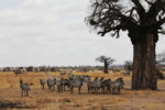 A mass of zebras, one of the animals we a definitely saw masses of every day, next to a stately baobab. tz12_100610220-a_j-a-650