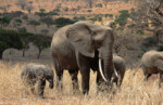 Another mother elephant with two babies. Endless savanna with umbrella acacias in the background.