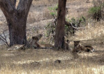 A lion family? In another photo, even less clear though, you can see that there are four lions here.