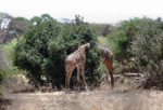 Two giraffes out of the four at this site. Stately as always. tz12_100611402_s_c_r-a-650