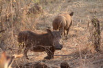 Two of the funny warthogs we saw a lot of. They have to kneel to  reach the ground to eat. tz12_100617510_j-a-650