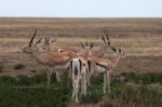 A group of Thomson's and Grant's gazelles, two tommies in front and a handsome male Grants gazelle on the left -- beautiful horns.