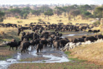 A small part of the huge hoard of buffaloes walking along a stream. This is still our first day out.