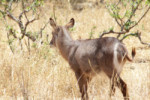 A beautiful female waterbuck. We knew them well from the day before.