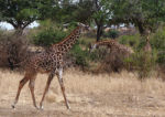 Three graceful giraffes on our way out, possibly the same ones as the day before. I love the graceful lines.